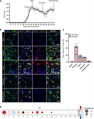 Astrocyte-Derived Pleiotrophin Mitigates Late-Stage Autoimmune CNS Inflammation